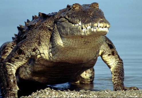 30 интересных фактов о крокодилах — СТО ФАКТОВ